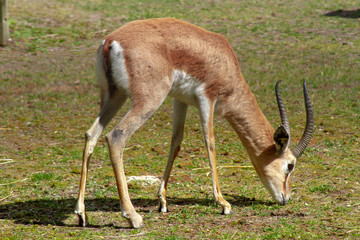 antilope