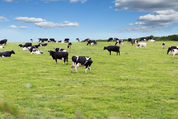 Perfect farm cows on a green meadow