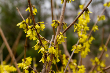 yellow flowers on a tree