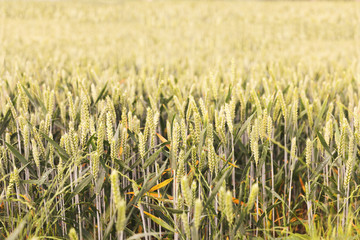 green spring grains, wheat ears on field of rye