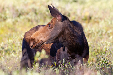 Shiras Moose in the Rocky Mountains of Colorado