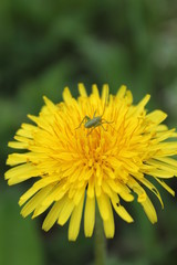dandelion with insect, yellow dandelion
