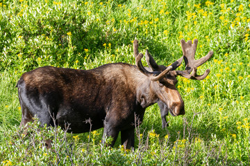 Shiras Moose in the Rocky Mountains of Colorado