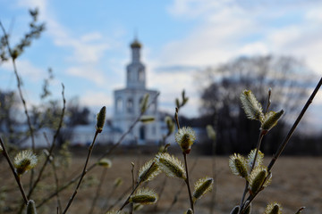 Spring buds of willow close-up in the foreground are trees and a bell tower in the background....