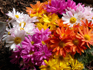 Floración primaveral en un jardín mediterráneo