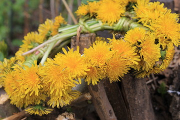  wreath of dandelions, dandelions, a wreath of flowers