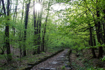 old stone, going up and deep into the forest, stairs in a forest park, covered with moss and last year's leaves