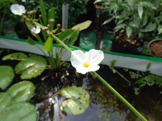 white flower in the garden