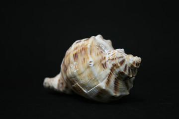 SEASHELLS OVER BLACK