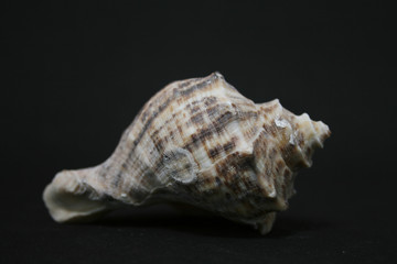 SEASHELLS OVER BLACK 3