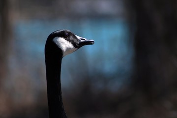 Canada Goose 