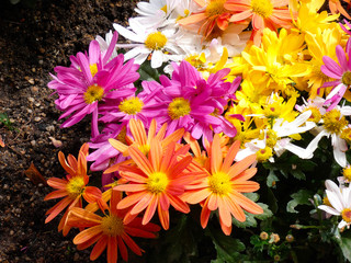 Flores y plantas de jardín