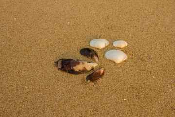 three large white and three brown shells close-up on a blurred yellow sand with other small pieces of shells