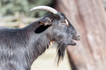 Black goat.