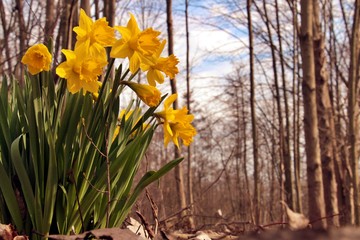 Obraz premium Daffodils in the Woods