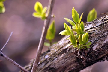 Spring Buds