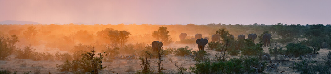 Fototapeta na wymiar Namibia, Elephants in the african evening sun