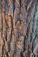 The texture of the tree bark. Pine. Background