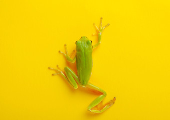 Green tree frog