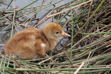 ein Kranich - Küken im Nest
