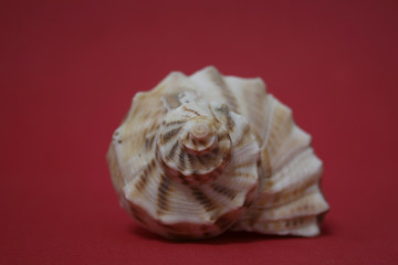 SPIRALS OVER RED