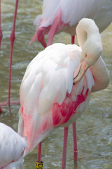 flamant rose