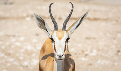 Namibia, Springbock, Etoscha