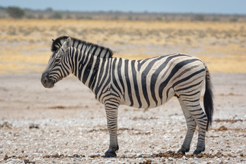 Obraz na płótnie Canvas Namibia, Zebra, Etosha 