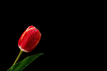 Red tulips into the glass on black background. Top view, blank space
