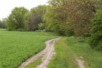 Fototapeta na wymiar The path along the field leading to the forest, horizontal photo