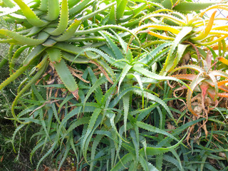 Flores y plantas de jardín