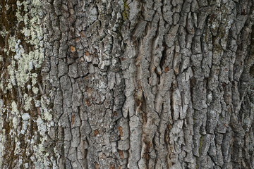 raue Rinde / Borke eines alten Eichenbaums