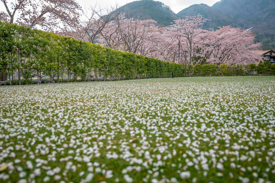 Pink flowers or cherry blossom and tree,Cherry blossom petals on green grass  ground