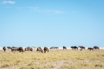 Namibia, Wildebeest Herd, Etosha
