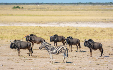 Fototapeta na wymiar Namibia, Wildebeest Herd and Zebra, Etosha