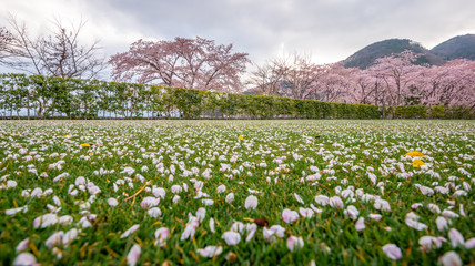 Pink flowers or cherry blossom and tree,Cherry blossom petals on green grass  ground