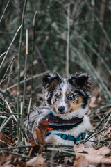 Australian Shepherd Puppy