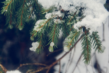 On the green branches of spruce or pine is beautiful white snow. In the foreground a few branches of pine or spruce. In the background snow in the woods. Festive, Christmas mood. The sun is shining