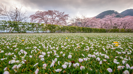 Fototapeta na wymiar Pink flowers or cherry blossom and tree,Cherry blossom petals on green grass ground