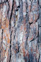 The texture of the tree bark. Pine. Background