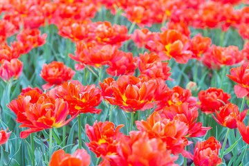 Picturesque red coral tulips fresh flowers at a blurry soft focus background close up bokeh