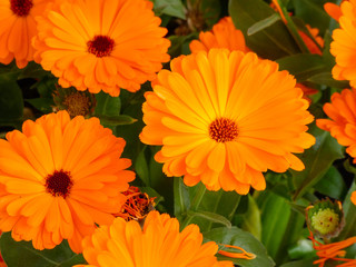 Floración primaveral en la zona del mediterráneo