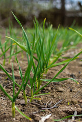 Young garlic on a garden bed in the garden