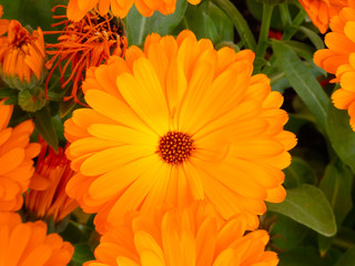 Floración primaveral en la zona del mediterráneo