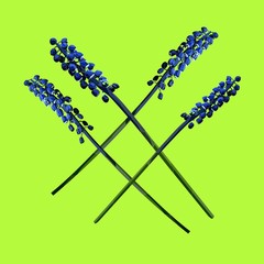 crossed muscari flowers realistic vector art set on a green background