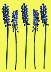 muscari flowers realistic vector art set, idea for card