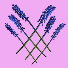 crossed muscari flowers realistic vector art set on a pink background. Vintage and retro style