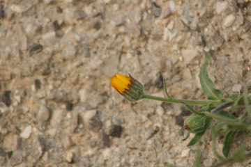 FLOWER ON THE STONE