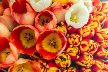 Naklejka na ściany i meble Close-up of red and yellow tulips. Colorful bouquet of flowers