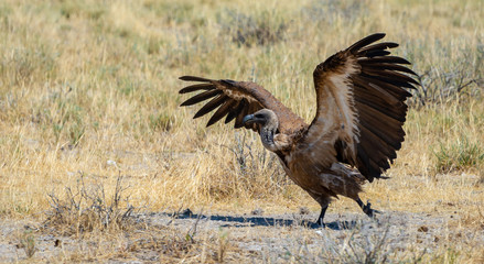 Namibia, Vulture, desert